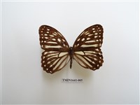 藏品(台灣斑眼蝶)的圖片